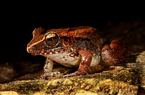 Cuba groin-spot frog (Eleutherodactylus atkinsi) Cuba, Endemic.