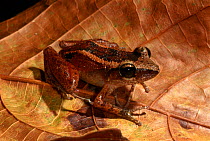 Frog (Eleutherodactylus sp) on leaf in Humboldt Park, UNESCO Biosphere Reserve, Cuba.