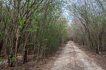 Track through forest in Sardinero, Siboney, Cuba.