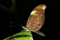 Cuban dismorphia butterfly (Dismorphia cubana) Cuba. Endemic.