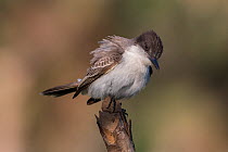 Loggerhead kingbird (Tyrannus caudifasciatus) with feathers fluffed up, Cuba