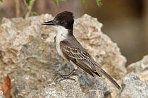 Loggerhead kingbird (Tyrannus caudifasciatus)  Cuba