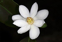 Magnolia flower (Magnolia cubensis)  Cuba. Endemic.