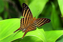 Many-banded daggerwing butterfly (Marpesia chiron)  Cuba