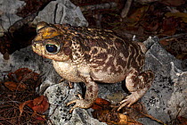 Zapata toad (Peltrophryne florentinoi) Cuba