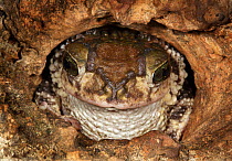 Zapata toad (Peltrophryne florentinoi) Cuba