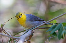 Hybrid warbler, Yellow-headed warbler (Teretistris fernandinae) crossed with Oriente warbler (Teretistris fornsi) Cuba.