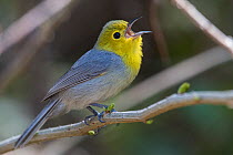 Hybrid warbler singing. Yellow-headed warbler (Teretistris fernandinae) crossed with Oriente warbler (Teretistris fornsi) Cuba.