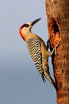 West Indian woodpecker (Melanerpes superciliaris) at nest hole, Cuba
