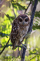 Bare-legged owl (Margarobyas lawrencii)  Cuba. Endemic.