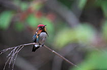 Bee hummingbird  (Mellisuga helenae) male in breeding colouration.  Cuba. Endemic.