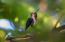 Bee hummingbird (Mellisuga helenae)  Cuba. Endemic.