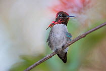 Bee hummingbird (Mellisuga helenae)  male in breeding colouration, Cuba. Endemic.