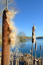 Greater Bullrush / Reedmace (Typha latifolia) with seeds emerging in winter ready for dispersal on breezes, Cotswold Water Park, Wiltshire, UK, January.