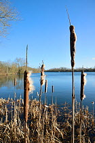 Greater Bullrush / Reedmace (Typha latifolia) with seeds emerging in winter, Cotswold Water Park, Wiltshire, UK, January.