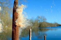 Seeds being blown from seedheads of Greater Bullrush / Reedmace (Typha latifolia) by a breeze in winter, Cotswold Water Park, Wiltshire, UK, January.