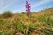 Early purple orchid (Orchis mascula) flowering on chalk grassland, Mendip Hills, Somerset, UK, April.