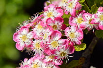Hawthorn blossom (Crataegus monogyna), pink form, Wiltshire, UK, May.
