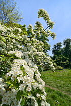 Hawthorn blossom (Crataegus monogyna), Wiltshire, UK, May.