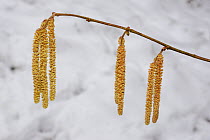 Hazel (Corylus avellana) male catkins and small female inflorescence with snow in the background, Wiltshire, UK, March.