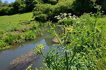 Hemlock water-dropwort (Oenanthe crocata) flowering on a river bank, Wiltshire, UK, May.
