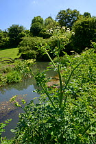 Hemlock water-dropwort (Oenanthe crocata) flowering on a river bank, Wiltshire, UK, May.