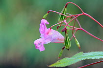 Himalayan balsam (Impatiens glandulifera) flower and seed pods close to bursting, Wiltshire, UK, September.