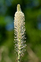 Hoary plantain (Plantago media) flowering in a chalk grassland meadow, Wiltshire, UK, May.