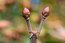 Horse chestnut (Aesculus hippocastanum) sticky buds, Wiltshire, UK, September. The buds of horse chestnut are covered in a sticky gum like substance, which protects the from insects.