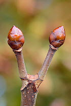 Horse chestnut (Aesculus hippocastanum) sticky buds, Wiltshire, UK, September. The buds of horse chestnut are covered in a sticky gum like substance, which protects the from insects.