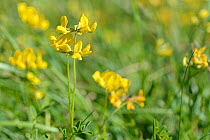 Horseshoe vetch (Hippocrepis comosa) flowering in a chalk grassland meadow, Wiltshire, UK, May.