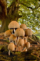 Glistening inkcap (Coprinellus / Coprinus miceus) clump growing on a rotting log under a tree, Wiltshire, UK, September.
