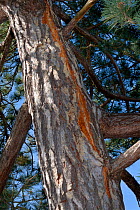 Scots pine (Pinus sylvestris) with vertical scar in the bark from a recent lighting strike, where electrical currrent ran to earth down the tree, Cambridge, UK, July.