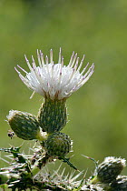 Marsh thistle (Cirsium palustre), white form, flowering in a damp woodland, Wiltshire, UK, June.