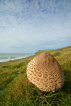 Parasol mushroom (Lepiota / Macrolepiota procera) growing on a clifftop grassland, Pentire Head, Cornwall, UK, October.