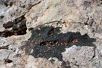 Blackthread lichen (Placynthium nigrum) with squamules of Bruised lichen (Toninia verrucarioides) growing on limestone rock, Cheddar Gorge, Mendip Hills, Somerset, UK, April.