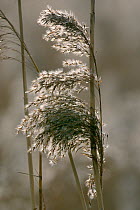 Common reed (Phragmites australis) seedhead, Somerset Levels, UK, February.