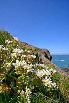 Common scurvygrass (Cochlearia officinalis) flowering on coastal cliff, Cornwall, UK, May.