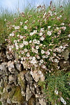 Sea campion (Silene maritima) flowering in a clump on an old stone wall near thre coast, Cornwall, UK April.