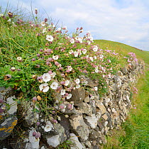 Sea campion (Silene maritima) flowering in a clump on an old stone wall near thre coast, Cornwall, UK April.
