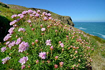 Sea thrift (Armeria maritima) flowering on clifftop, Cornwall, UK, May.