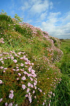 Sea thrift (Armeria maritima) flowering on an old wall bordering coastal grassland, Constantine Bay, Cornwall, UK, May.