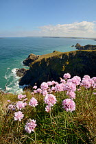 Sea thrift (Armeria maritima) flowering on clifftop, Trevose Head, Cornwall, UK, May.
