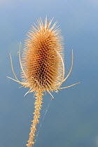 Common teasel (Dipsacus fullonum) seedhead on a river bank, Wiltshire, UK, September.