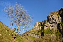 Whitebeam tree (Sorbus sp.) with leaves in bud, Cheddar Gorge, Mendip Hills, Somerset, UK, April.