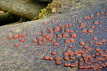 Beech woodwart / Red cushion Hypoxylon (Hypoxylon fragiforme) fruiting bodies on a Beech (Fagus sylvatica) log producing black spores, GWT Lower Woods reserve, Gloucestershire, UK, October.