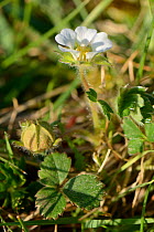 Barren strawberry / Strawberryleaf cinquefoil (Potentilla sterilis) flower, Mendip Hills, Somerset, UK, April.