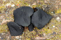 Black bulgar fungus (Bulgaria inquinans) growing from a rotting log in woodland, Gloucestershire, UK, October.