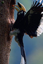 Oriental Pied hornbill (Anthracoceros albirostris) male bringing berry to nest, Tongbiguan Nature Reserve, Dehong Prefecture, Yunnan Province, China, April.