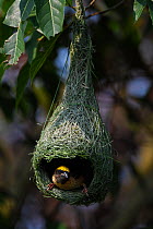 Black-breasted weaver (Ploceus benghalensis) sitting in nest,  Tongbiguan Nature Reserve, Dehong Prefecture, Yunnan province, China, May.